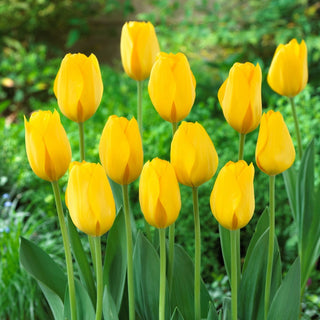 Tulipe - Conqueror - Tulipa - Beauté qui se distingue toujours - 5 bulbes