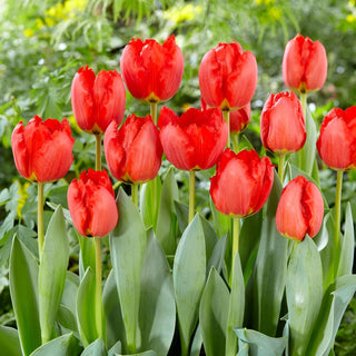 Tulipe - Crystal Beauty - Tulipa - Pétales dentelés, intensité de couleur - 5 bulbes
