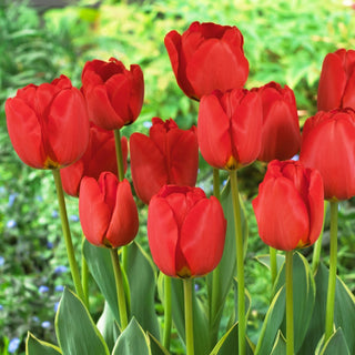 Tulipe - Darwidesign - Tulipa - Variété durable et belle pour vase - 5 bulbes