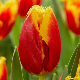 Tulipe - Davenport - Tulipa - Couleurs intenses et éclatantes - 5 bulbes