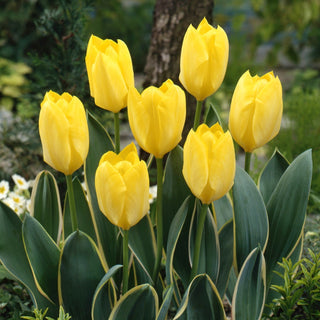Tulipe - Easter Moon - Tulipa - Variété fiable, facile à cultiver - 5 bulbes