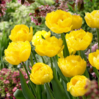 Tulipe - Exotic Sun - Tulipa - Accent printanier canari - 5 bulbes