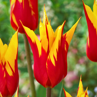 Tulipe - Firework - Tulipa - Duo flamboyant de rouge et de jaune - 5 bulbes