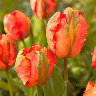 Tulipe - Flower Power - Tulipa - Fleurs perroquet pleines d’énergie - 5 bulbes
