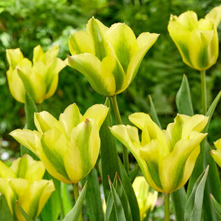 Tulipe - Formosa - Tulipa - Contraste harmonieux des couleurs - 5 bulbes