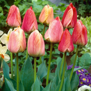 Tulipe - Gudoshnik - Tulipa - Bulbes sains, floraison garantie - 5 bulbes
