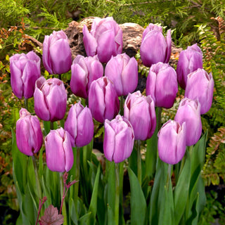Tulipe - Holland Beauty - Tulipa - Couleurs subtiles, grand effet - 5 bulbes