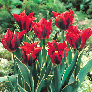 Tulipe - Hollywood Star - Tulipa - Tulipe pleine de classe aux couleurs charmantes - 5 bulbes