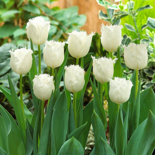 Tulipe - Honeymoon - Tulipa - Pétales veloutés pleins de pureté - 5 bulbes