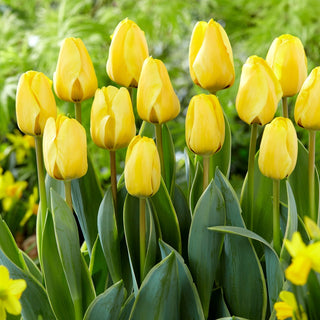 Tulipe - Jaap Groot - Tulipa - Fleurs élancées, beauté envoûtante - 5 bulbes