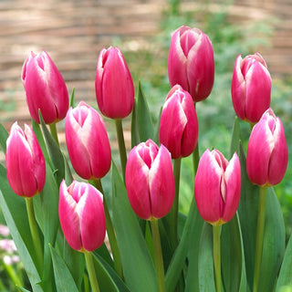 Tulipe - Jefgenia - Tulipa - Émerveille par une gamme de couleurs envoûtantes - 5 bulbes