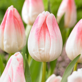 Tulipe - Kyoko Takahashi - Tulipa - Floraison d’avril à mai, beauté - 5 bulbes