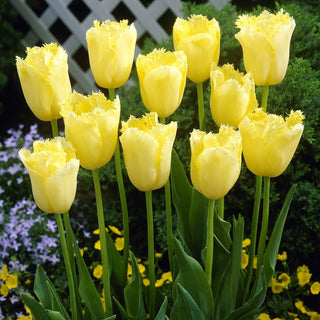 Tulipe - Maja - Tulipa - Légèreté et couleur au jardin - 5 bulbes