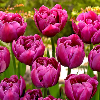 Tulipe - Margarita - Tulipa - Accent éclatant du jardin de printemps - 5 bulbes