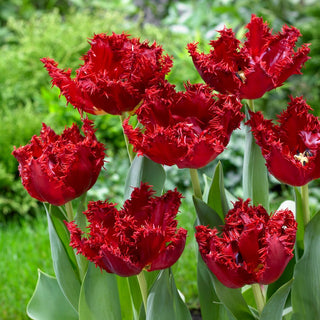 Tulipe - Maywood - Tulipa - Accent floral novateur des massifs - 5 bulbes