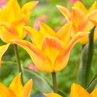 Tulipe - Moonblush - Tulipa - Fleurs pleines de classe et de raffinement - 5 bulbes