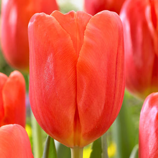 Tulipe - Orange Juice - Tulipa - Couleur énergique, culture facile - 5 bulbes