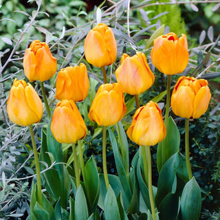 Tulipe - Orange Lion - Tulipa - Fleurit intensément en avril - 5 bulbes