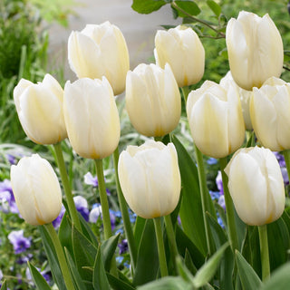 Tulipe - Pays-Bas - Tulipa - Parfum subtil et frais au jardin - 5 bulbes