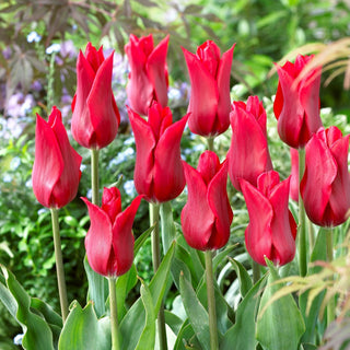 Tulipe - Pieter De Leur - Tulipa - Fleurs élancées en forme de lys - 5 bulbes