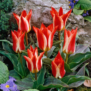 Tulipe - Plaisir - Tulipa - Variété basse et compacte pour massifs - 5 bulbes