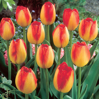 Tulipe - Prins Claus - Tulipa - Fleurs dans des tons d’orange - 5 bulbes