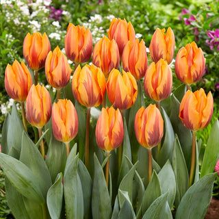 Tulipe - Prinses Irene - Tulipa - Effet multicolore et éclatant - 5 bulbes