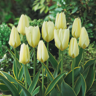 Tulipe - Purissima Design - Tulipa - Délicatesse fiable pour les bouquets - 5 bulbes