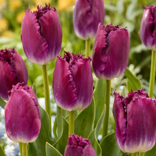 Tulipe - Purple Crystal - Tulipa - Spectaculaire et éclatante en vase - 5 bulbes