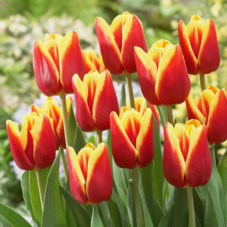 Tulipe - Reputation - Tulipa - Crée des compositions vives et colorées - 5 bulbes