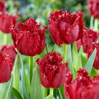 Tulipe - Versaci - Tulipa - rouge, symbole de jardin élégant - 5 bulbes