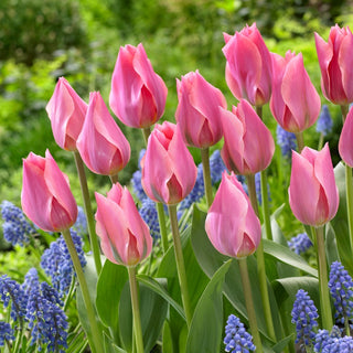Tulipe - Albert Heijn - Tulipa - Grandes fleurs roses en forme de calice - 5 bulbes