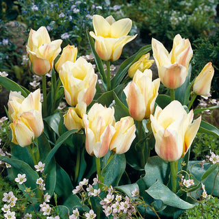 Tulipe - Albion Star - Tulipa - Tulipe de balcon facile à cultiver - 5 bulbes