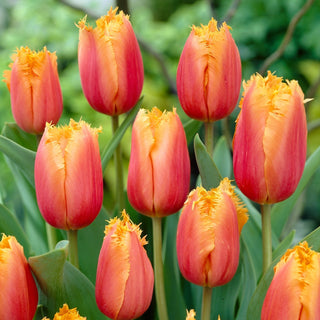 Tulipe - Aleppo - Tulipa - Bords dentelés, style moderne - 5 bulbes
