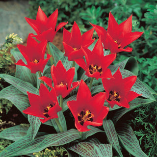 Tulipe - Ali Baba - Tulipa - Plein d’énergie, gorgé de fraîcheur - 5 bulbes