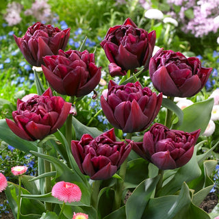 Tulipe - Alison Bradley - Tulipa - Variété pivoine exceptionnelle - 5 bulbes