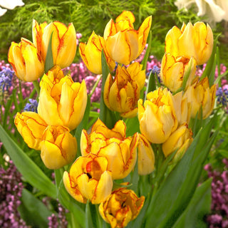 Tulipe - Aquilla - Tulipa - Précoce annonciatrice du printemps - 5 bulbes