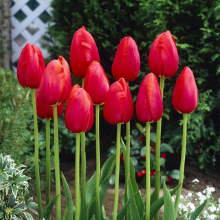 Tulipe - Avignon - Tulipa - Fleur classique à l’expression marquée - 5 bulbes
