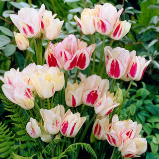 Tulipe - Candy Club - Tulipa - Variété qui séduit par sa dynamique - 5 bulbes