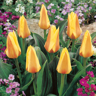 Tulipe - Miskodeed - Tulipa - Tulipe printanière éclatante - 5 bulbes