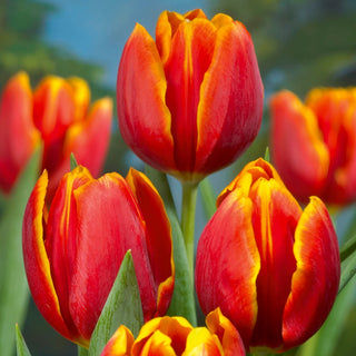 Tulipe - Renee Drake - Tulipa - Fleurs intenses et durables - 5 bulbes