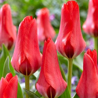 Tulipe - Soraya - Tulipa - Superbe en bouquets coupés - 5 bulbes