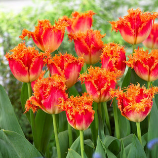 Tulipe - Real Time - Tulipa - Forme originale et énergie - 5 bulbes