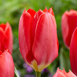 Tulipe - Red Purissima - Tulipa - Décoration unique et spectaculaire - 5 bulbes