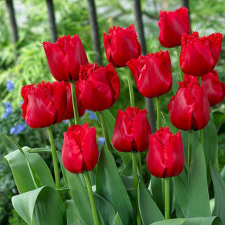 Tulipe - Red Wing - Tulipa - Frangée, forme élancée des pétales - 5 bulbes