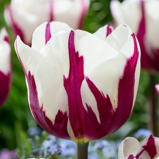 Tulipe - Rems Favourite - Tulipa - Élégant motif artistique - 5 bulbes