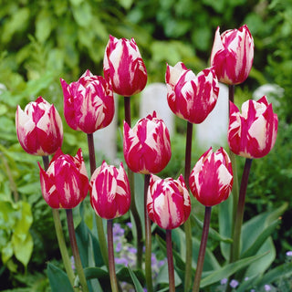 Tulipe - Rems Sensation - Tulipa - Expressif, ne nécessite pas d’arrachage - 5 bulbes