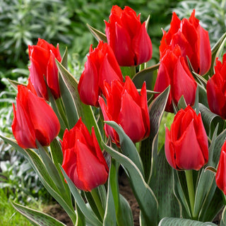 Tulipe - Rob Verlinden - Tulipa - Tulipe à floraison la plus précoce - 5 bulbes