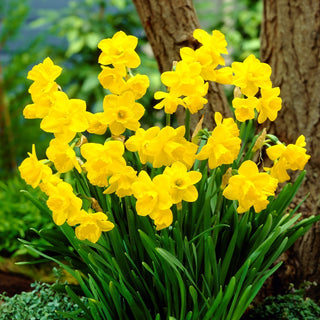 Narcisse - Quail - Narcissus - Accent doré des massifs printaniers - 5 bulbes