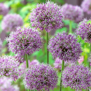 Allium Stipitatum - Résistant aux conditions variables